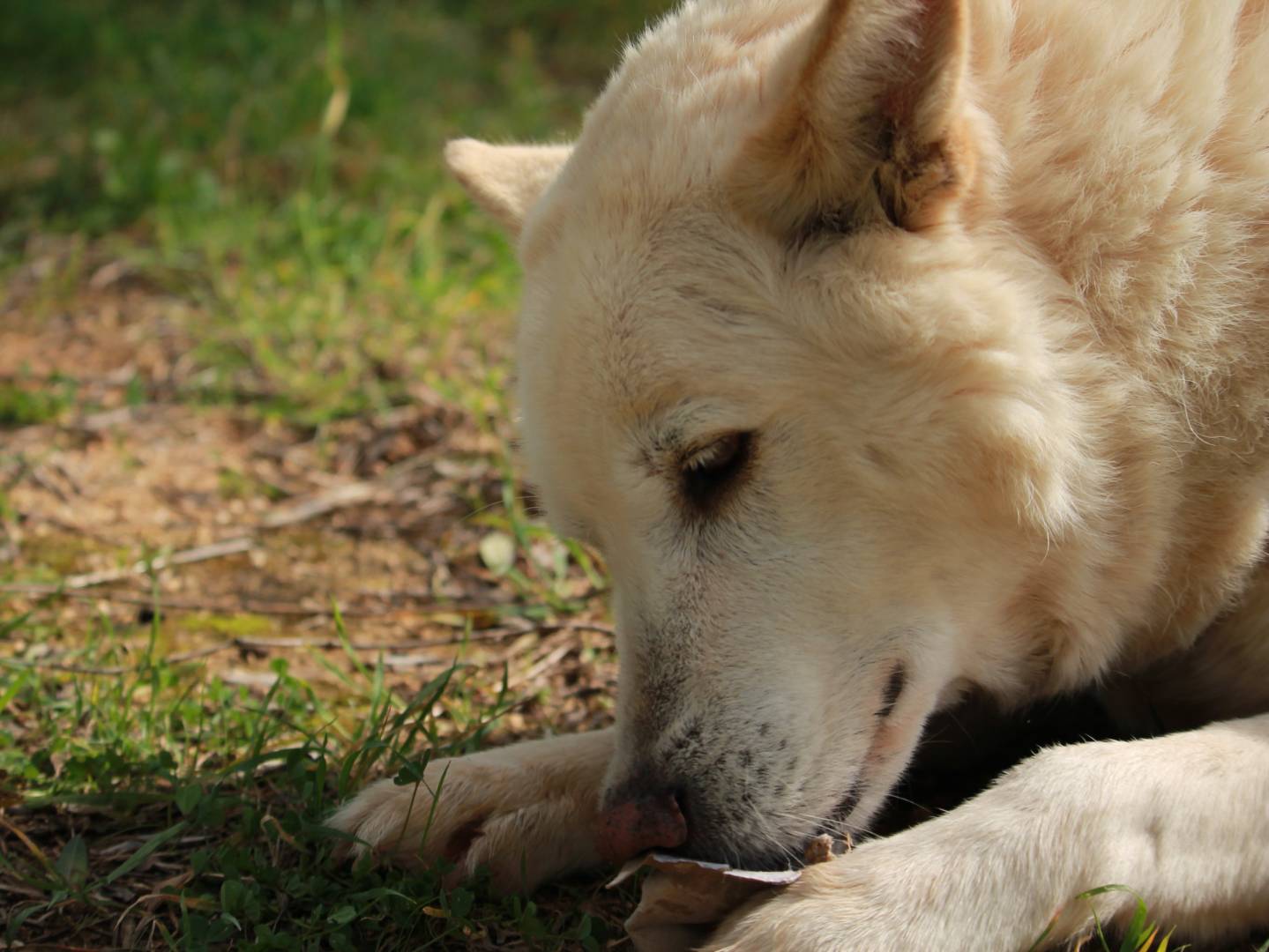 Vuoi adottare un cane a Lecce?