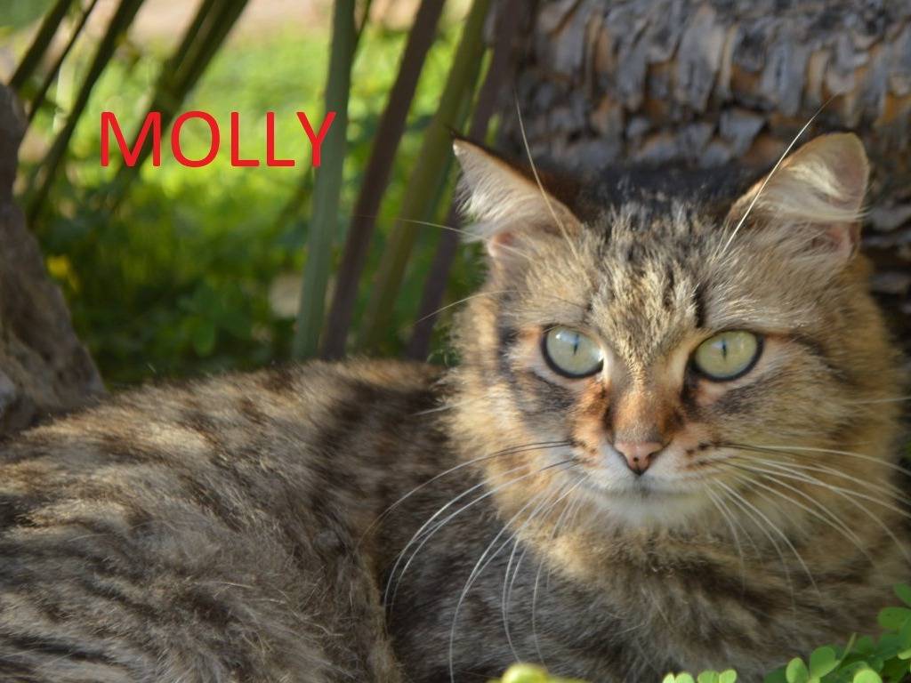 Foto dell'animale