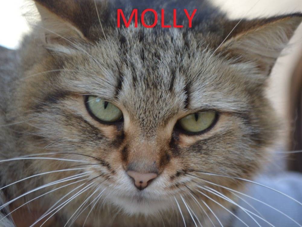 Adotta un gatto, femmina, 2 anni, Lecce