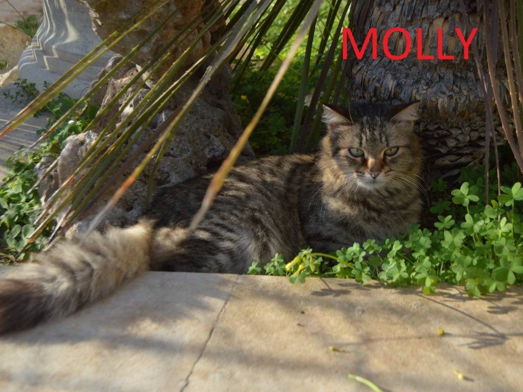 Adotta un gatto, taglia non valida, femmina, Lecce