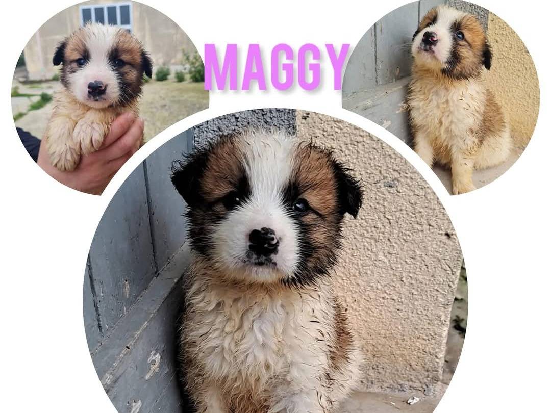 Adozione cane, femmina, Razza sconosciuta Razza sconosciuta, 7 mesi, taglia media, Trapani