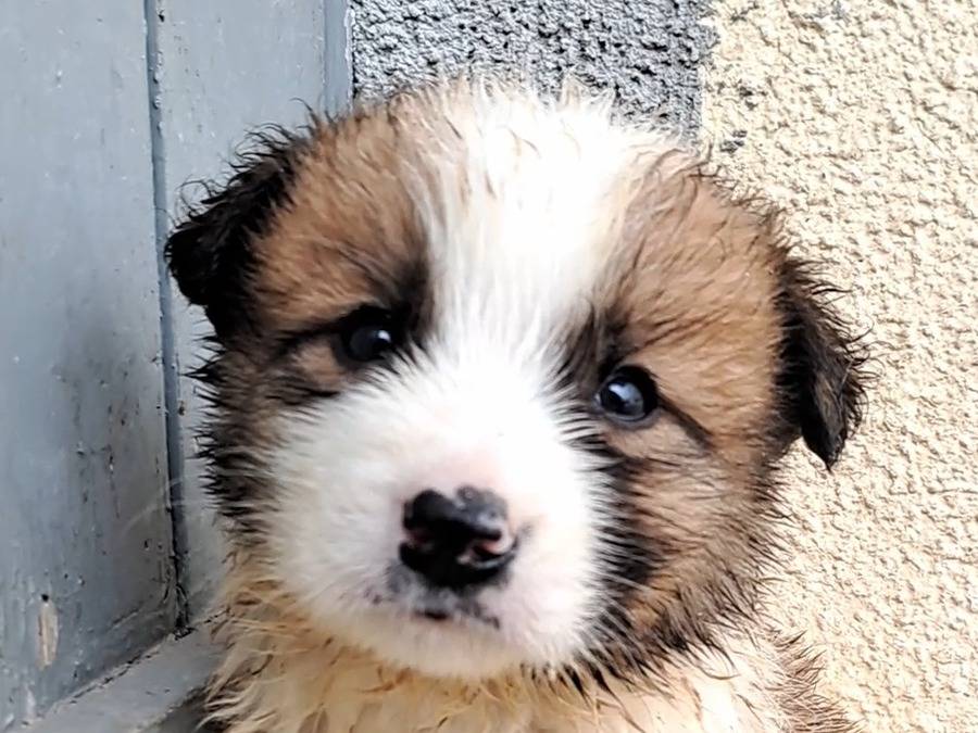 Adotta un cane, femmina, 7 mesi, Trapani