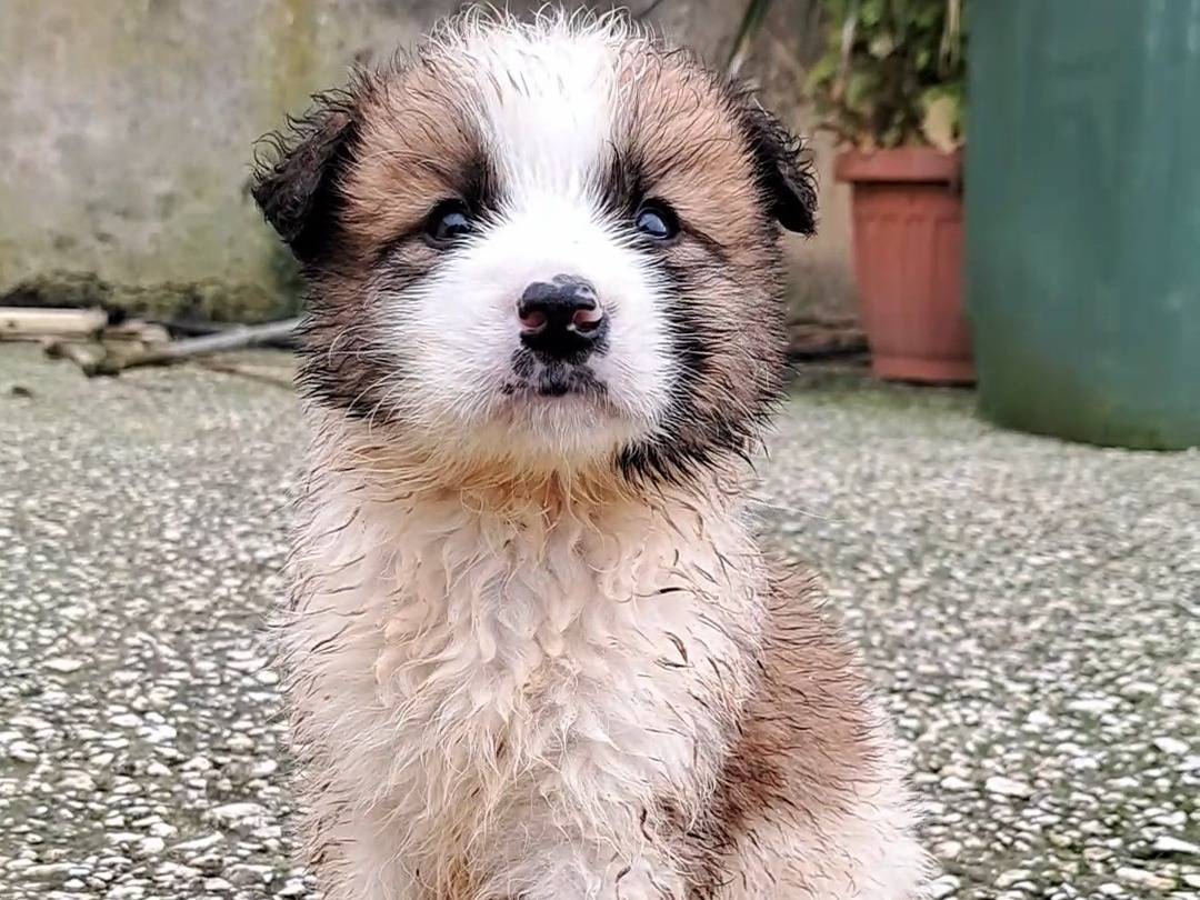 Adotta un cane, taglia media, femmina, Trapani