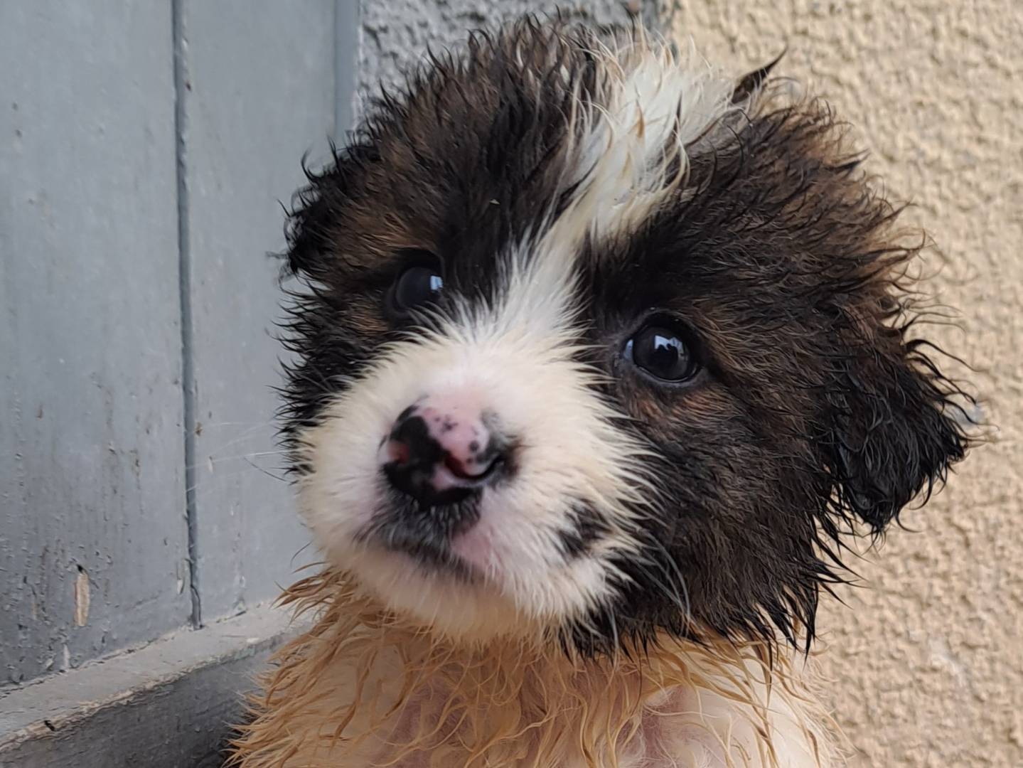 Foto dell'animale
