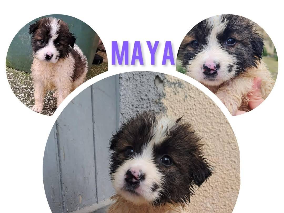 Adotta un cane, femmina, 7 mesi, Trapani