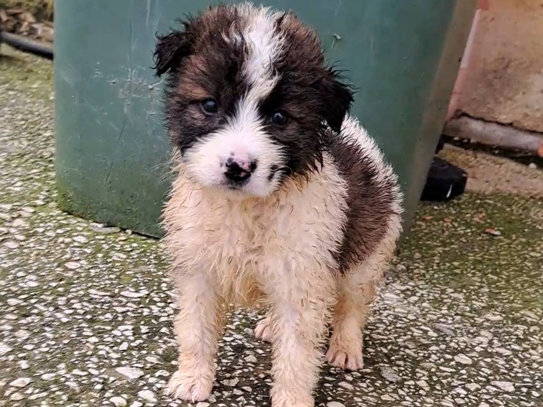 Adotta un cane, taglia media, femmina, Trapani