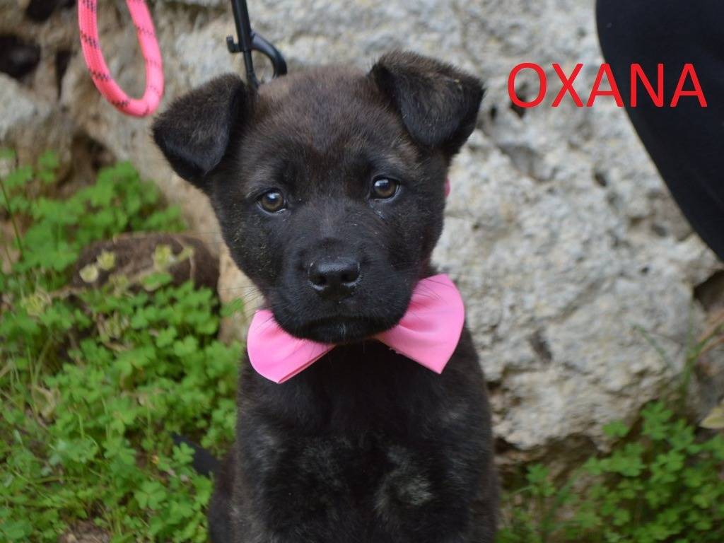 Adozione cane, femmina, Corso Razza sconosciuta, 8 mesi, taglia media, Lecce