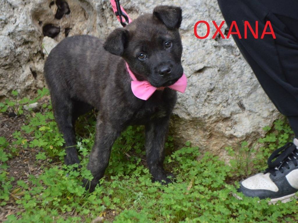 Adotta un cane, femmina, 8 mesi, Lecce