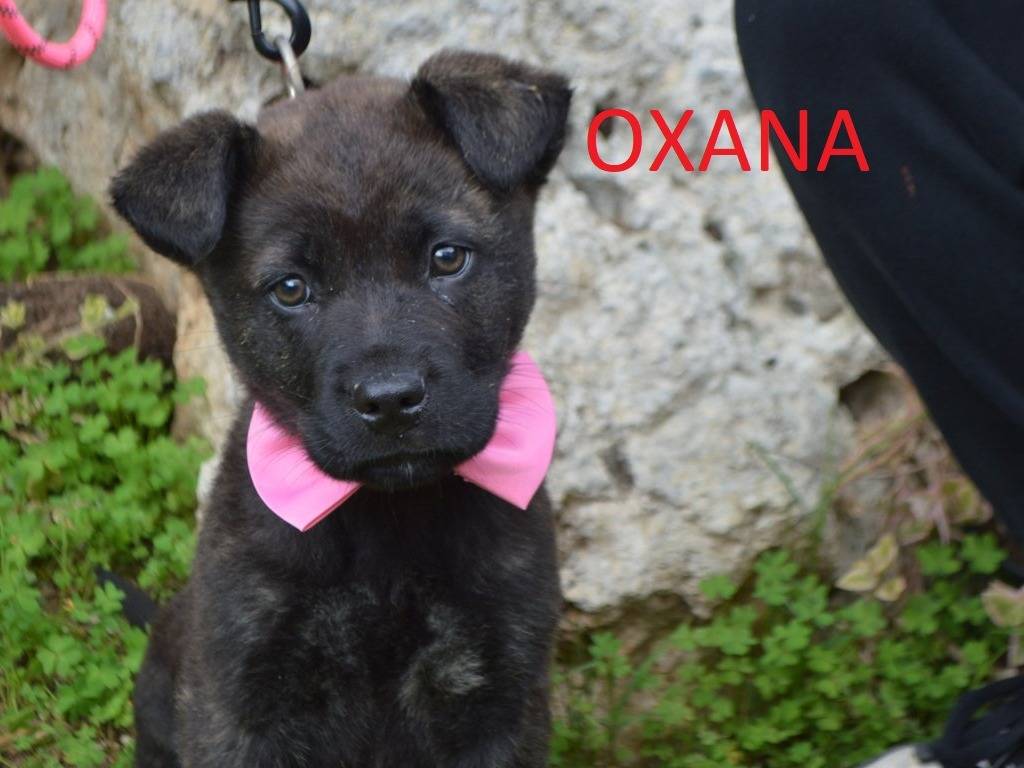 Adotta un cane, taglia media, femmina, Lecce
