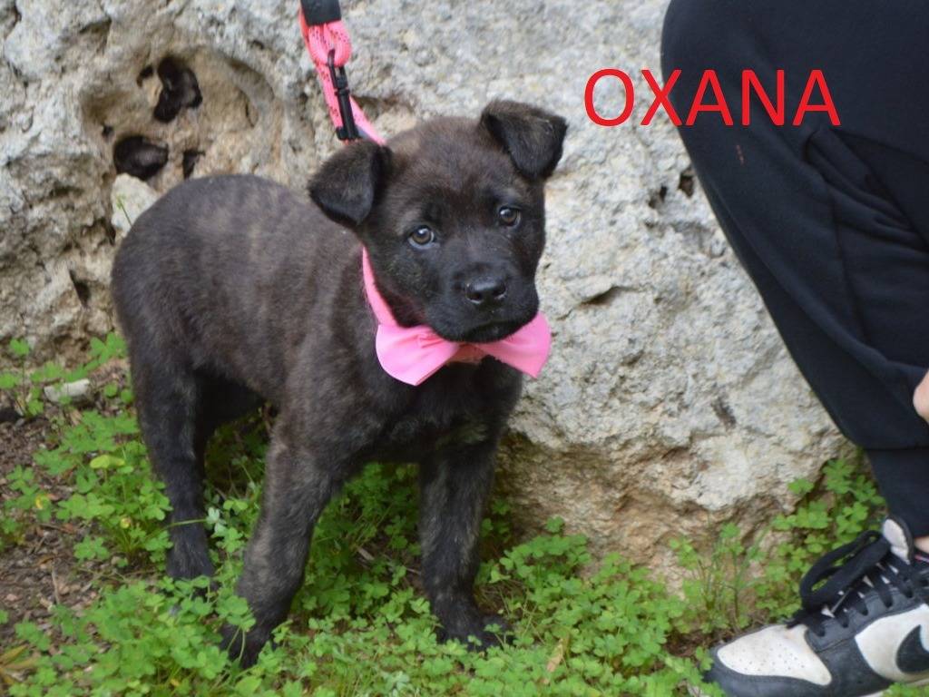 Vuoi adottare un cane a Lecce?