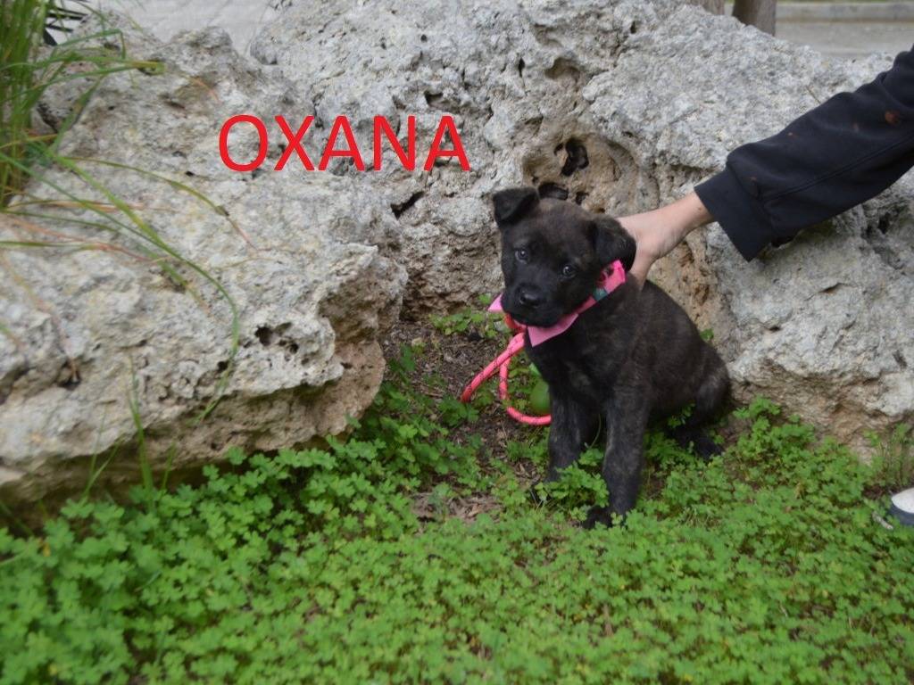 Adotta il cane OXANA a Lecce