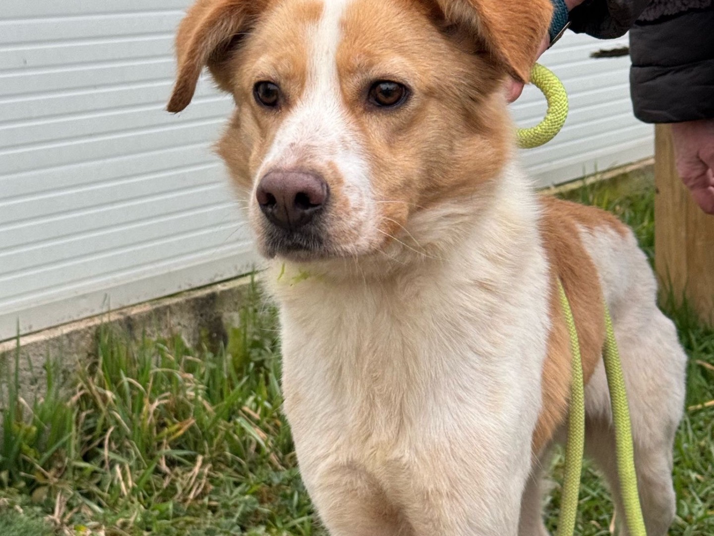 Adotta un cane, taglia media, maschio, Bergamo
