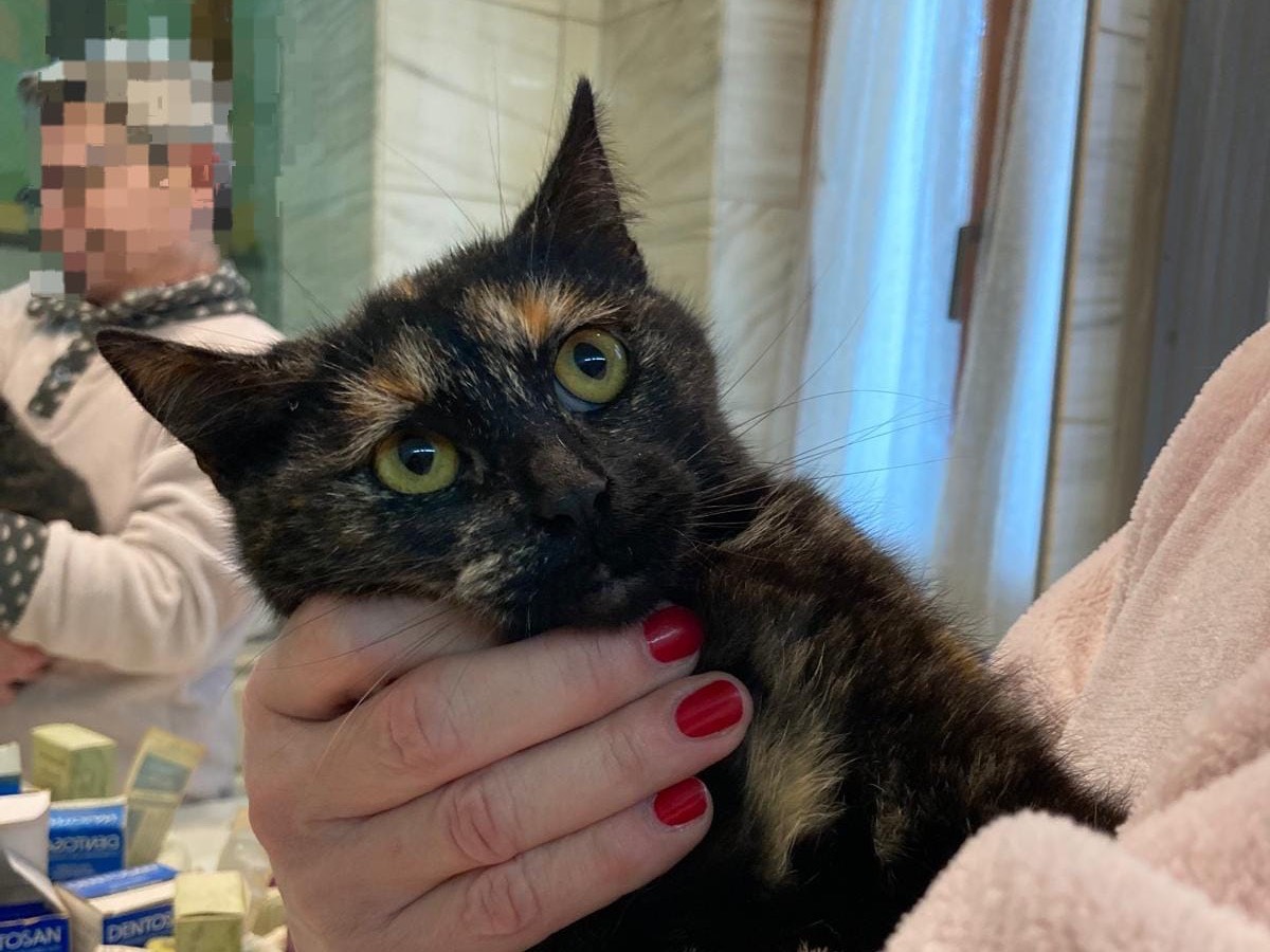 Adotta il gatto Moira a Perugia