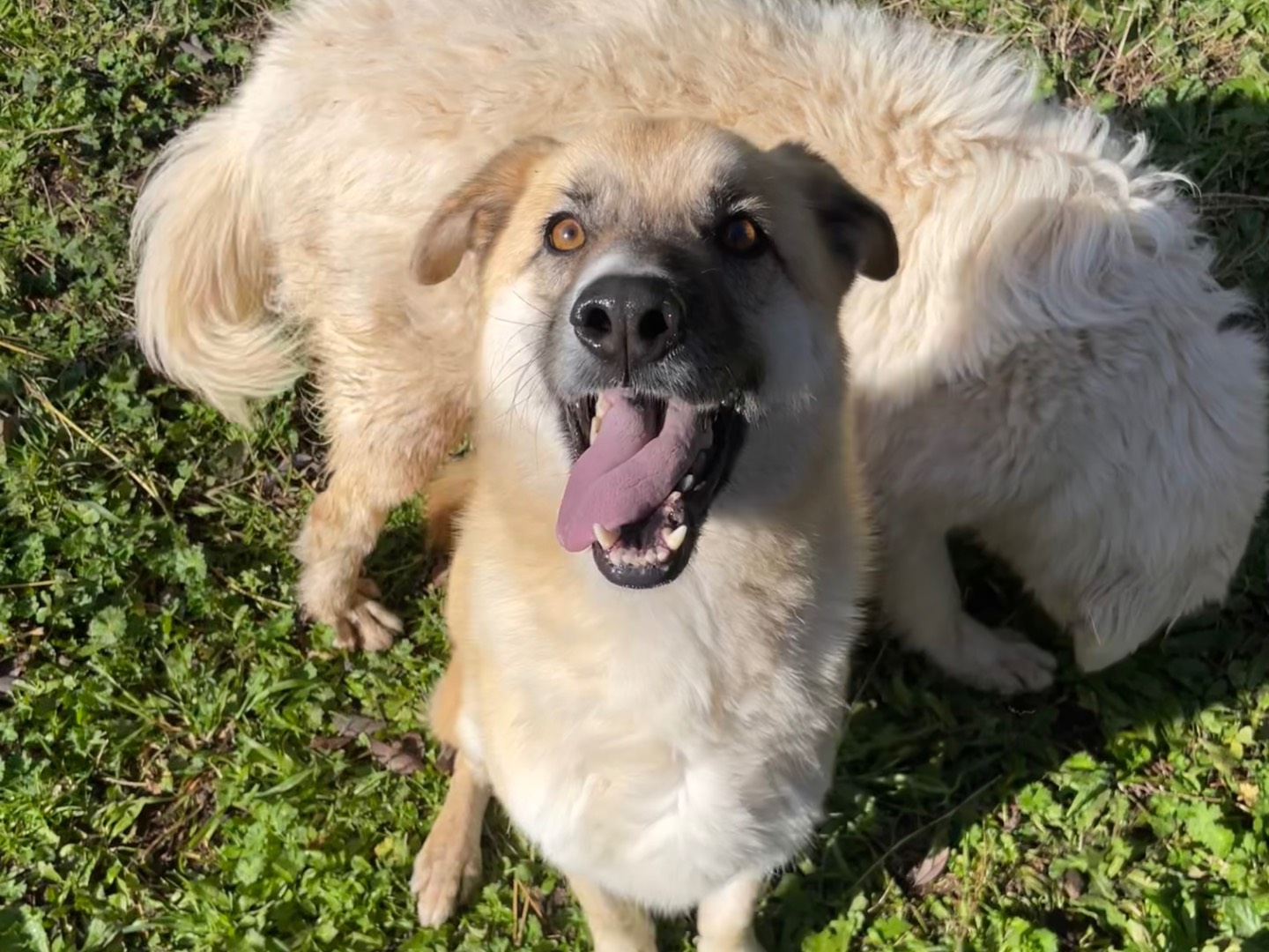 Adotta un cane, maschio, 5 anni  e 4 mesi , Latina