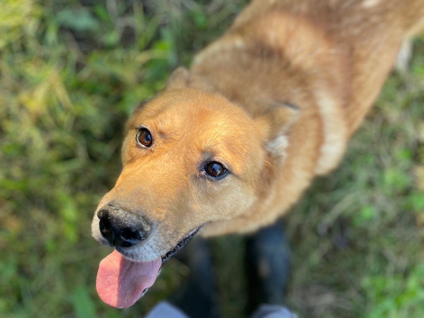 Adotta un cane, maschio, 9 anni  e 4 mesi , Latina