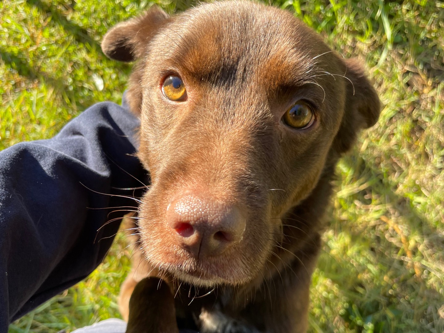 Adozione cane, maschio, Razza sconosciuta Razza sconosciuta, 5 anni  e 3 mesi , taglia media contenuta, Latina