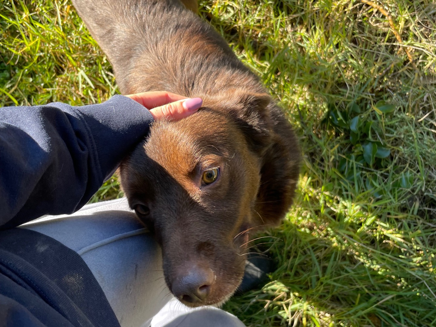 Adotta un cane, maschio, 5 anni  e 3 mesi , Latina