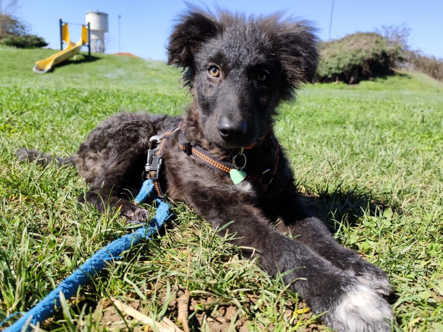 Adozione cane, femmina, Razza sconosciuta Razza sconosciuta, 4 mesi, taglia media, Torino