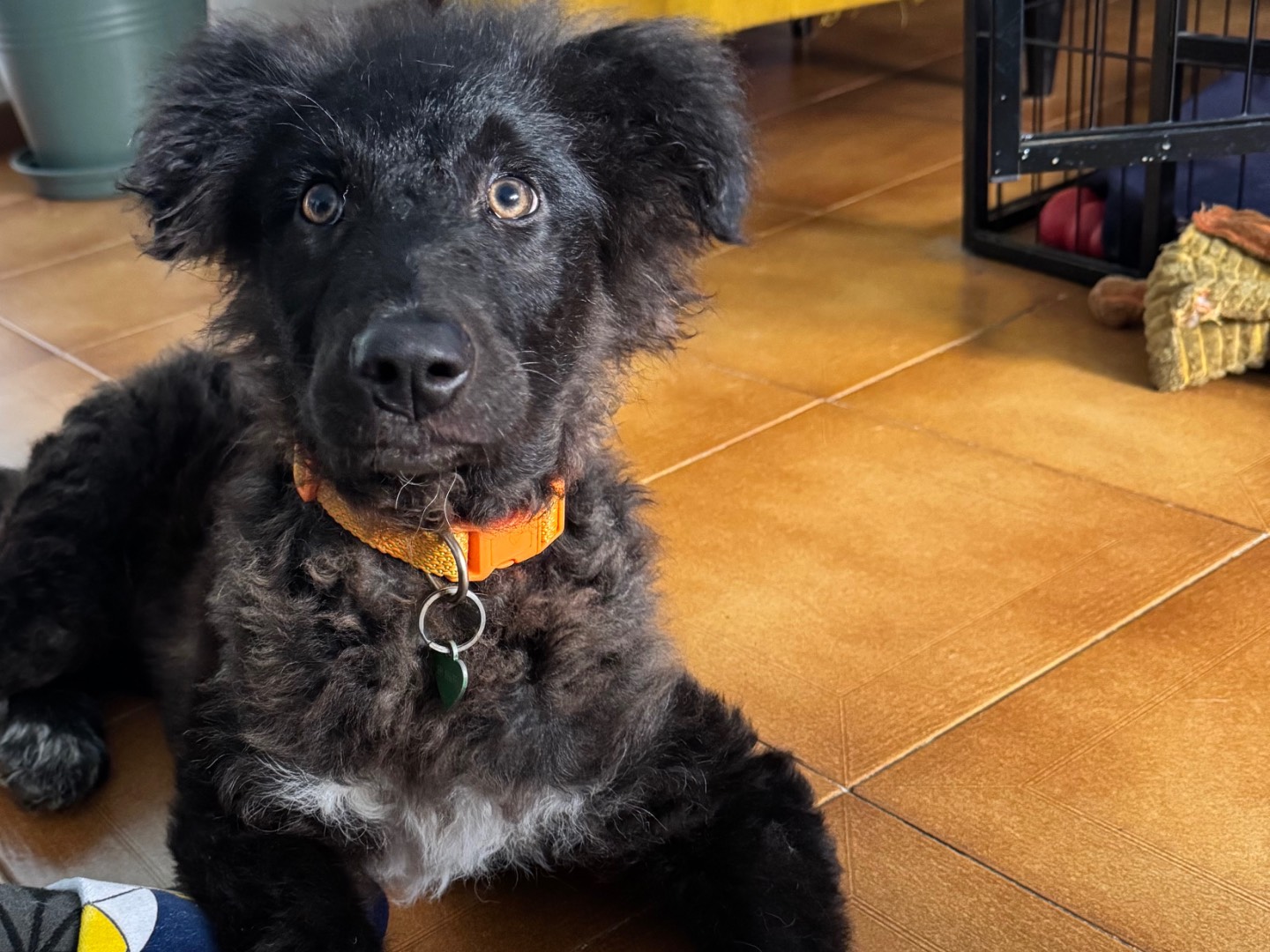 Adotta un cane, femmina, 4 mesi, Torino