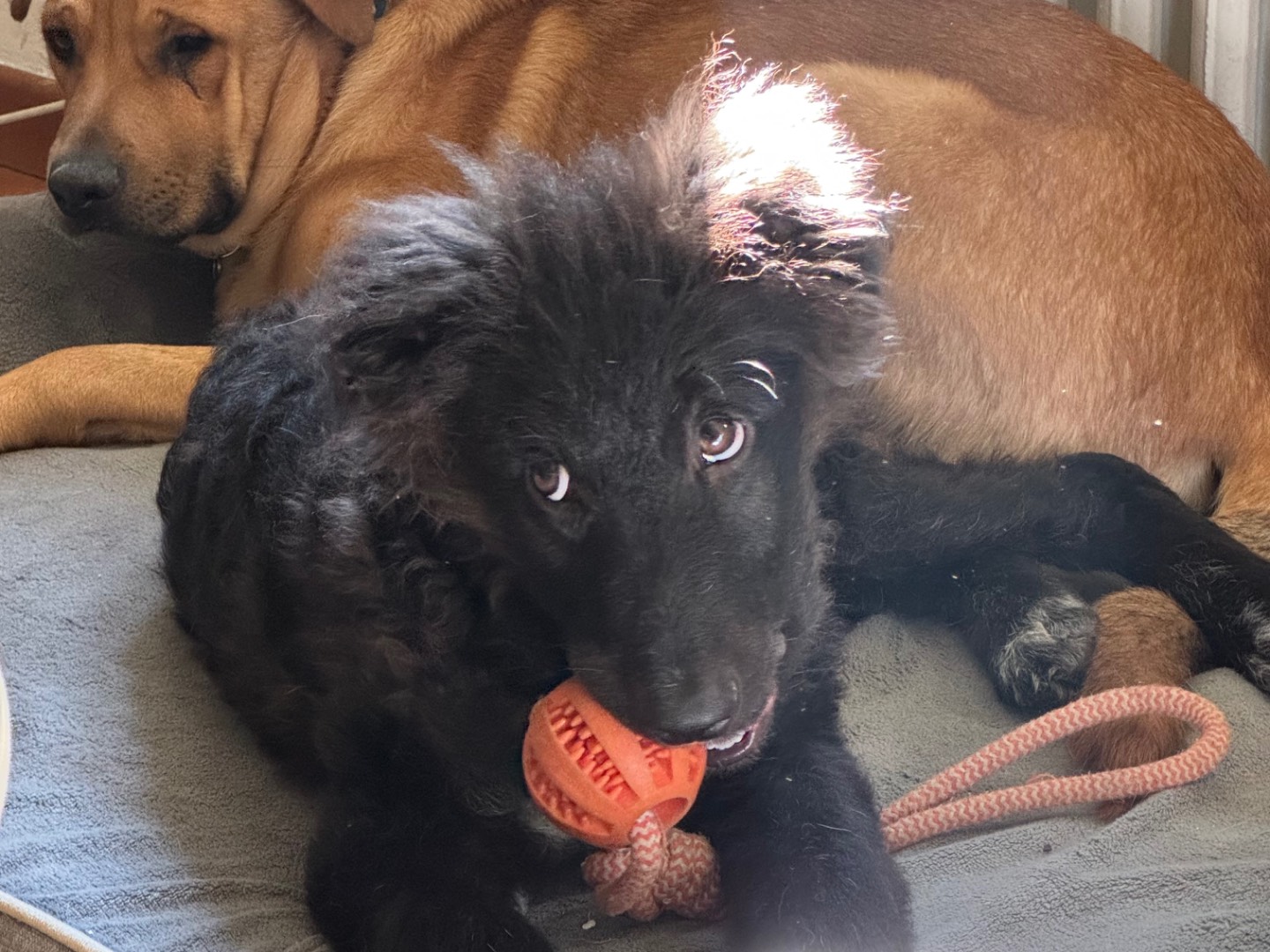 Adotta un cane, taglia media, femmina, Torino