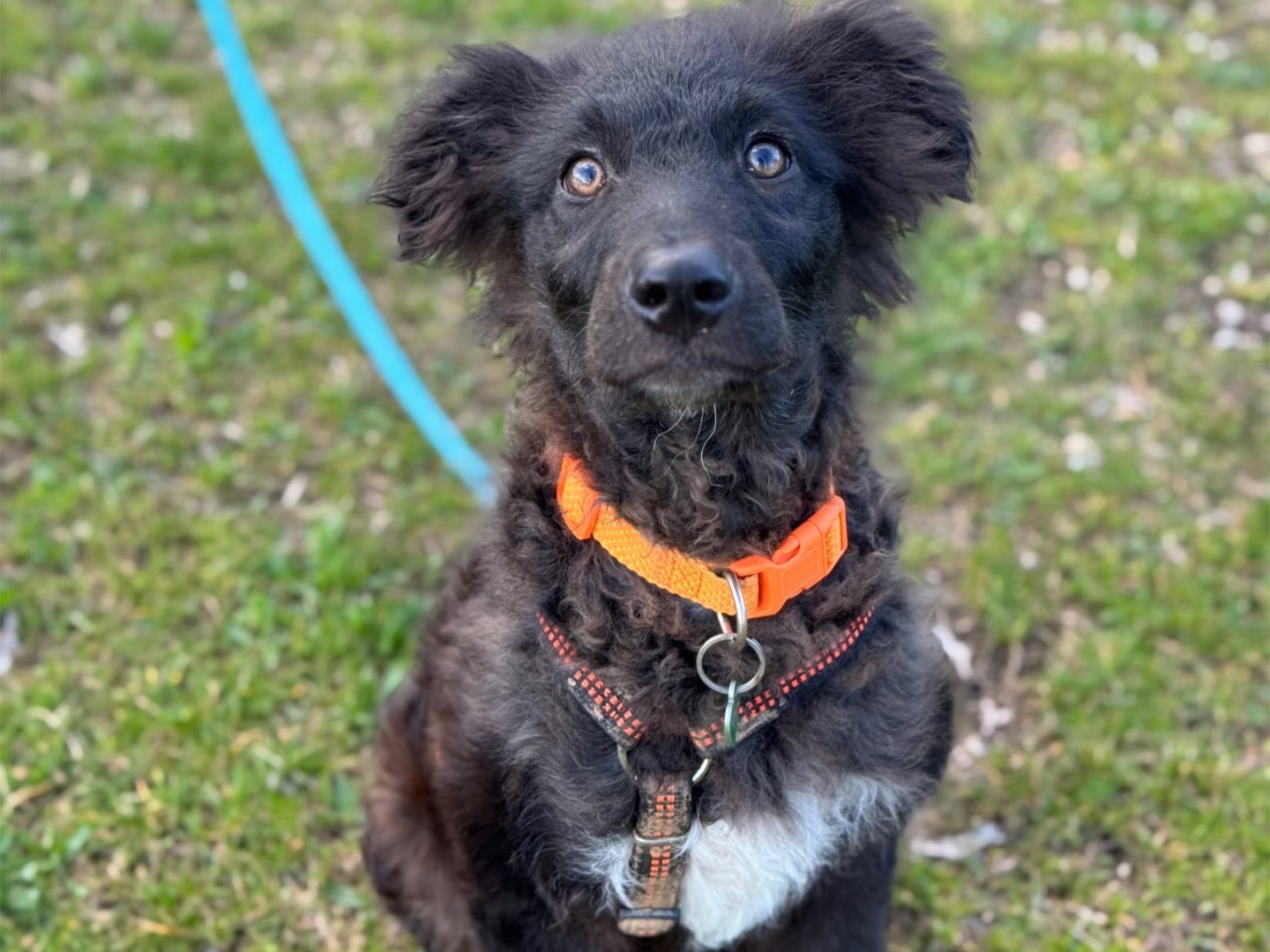 Vuoi adottare un cane a Torino?