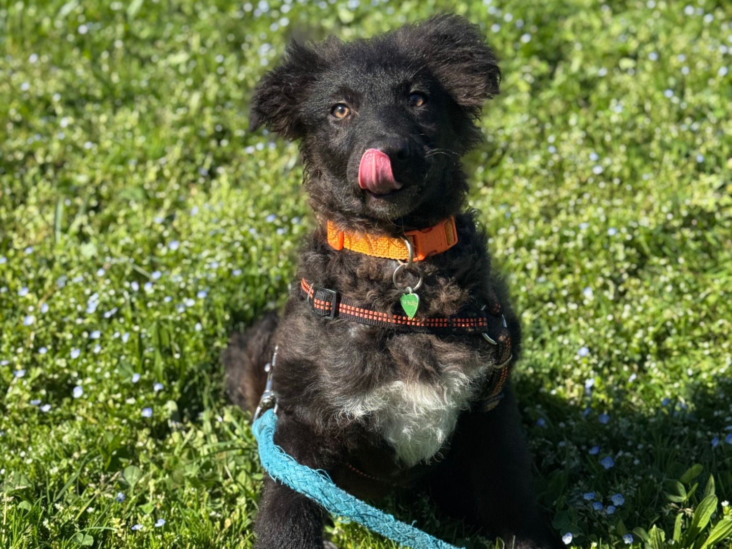 Adotta il cane Bianca a Torino