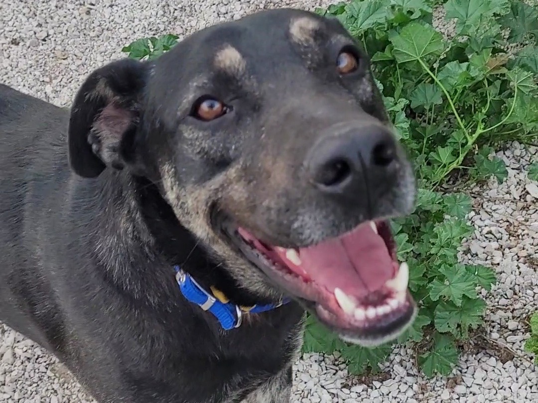Adotta un cane, maschio, 1 anno e 6 mesi , Ragusa
