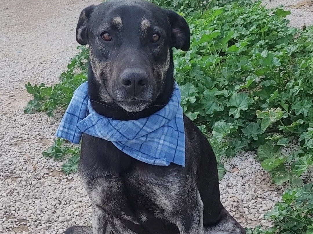 Vuoi adottare un cane a Ragusa?