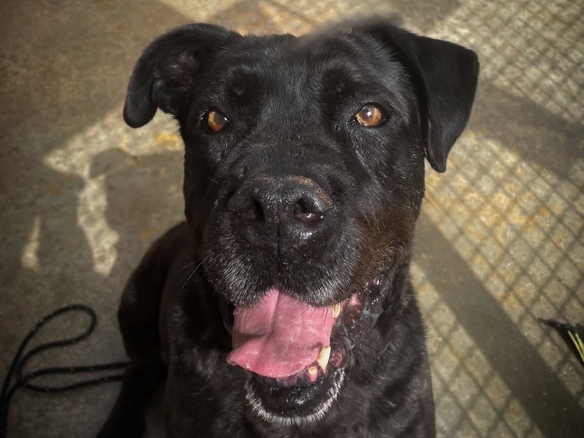Adozione cane, maschio, Corso Razza sconosciuta, 4 anni , taglia grande, Caserta