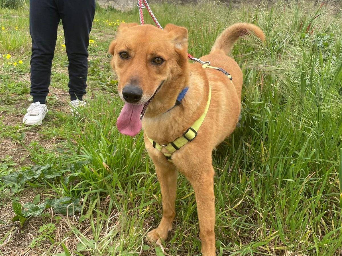 Adozione cane, maschio, Razza sconosciuta Razza sconosciuta, 3 anni  e 9 mesi , taglia media, Caserta