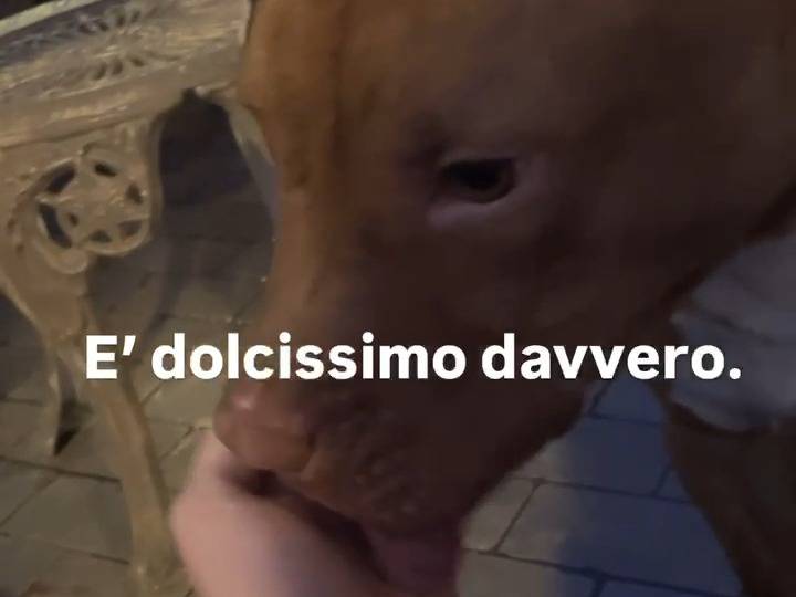 Foto 2 dell'animale