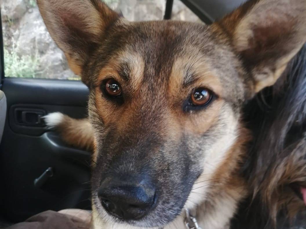 Adozione cane, femmina, Razza sconosciuta Razza sconosciuta, 2 anni e 11 mesi, taglia piccola, Milano