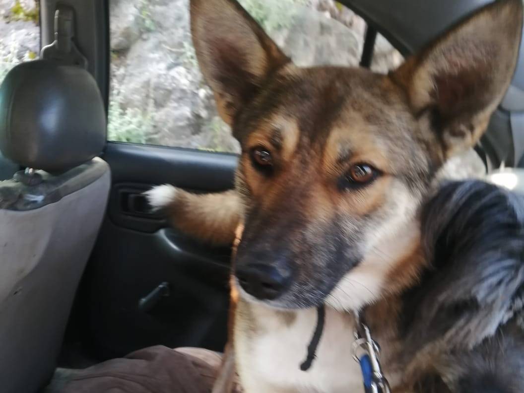 Adotta un cane, femmina, 2 anni e 11 mesi, Milano