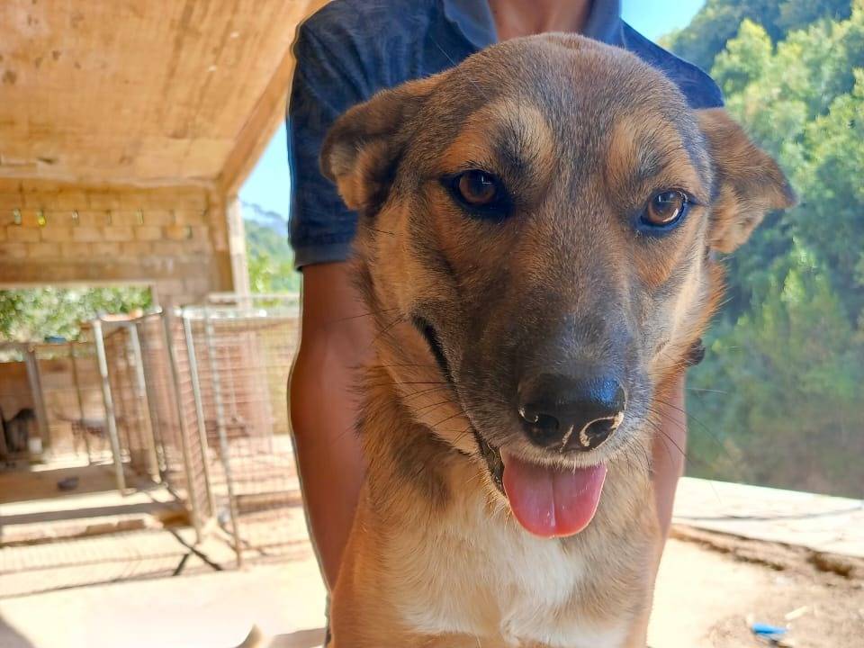 Adotta un cane, taglia piccola, femmina, Milano