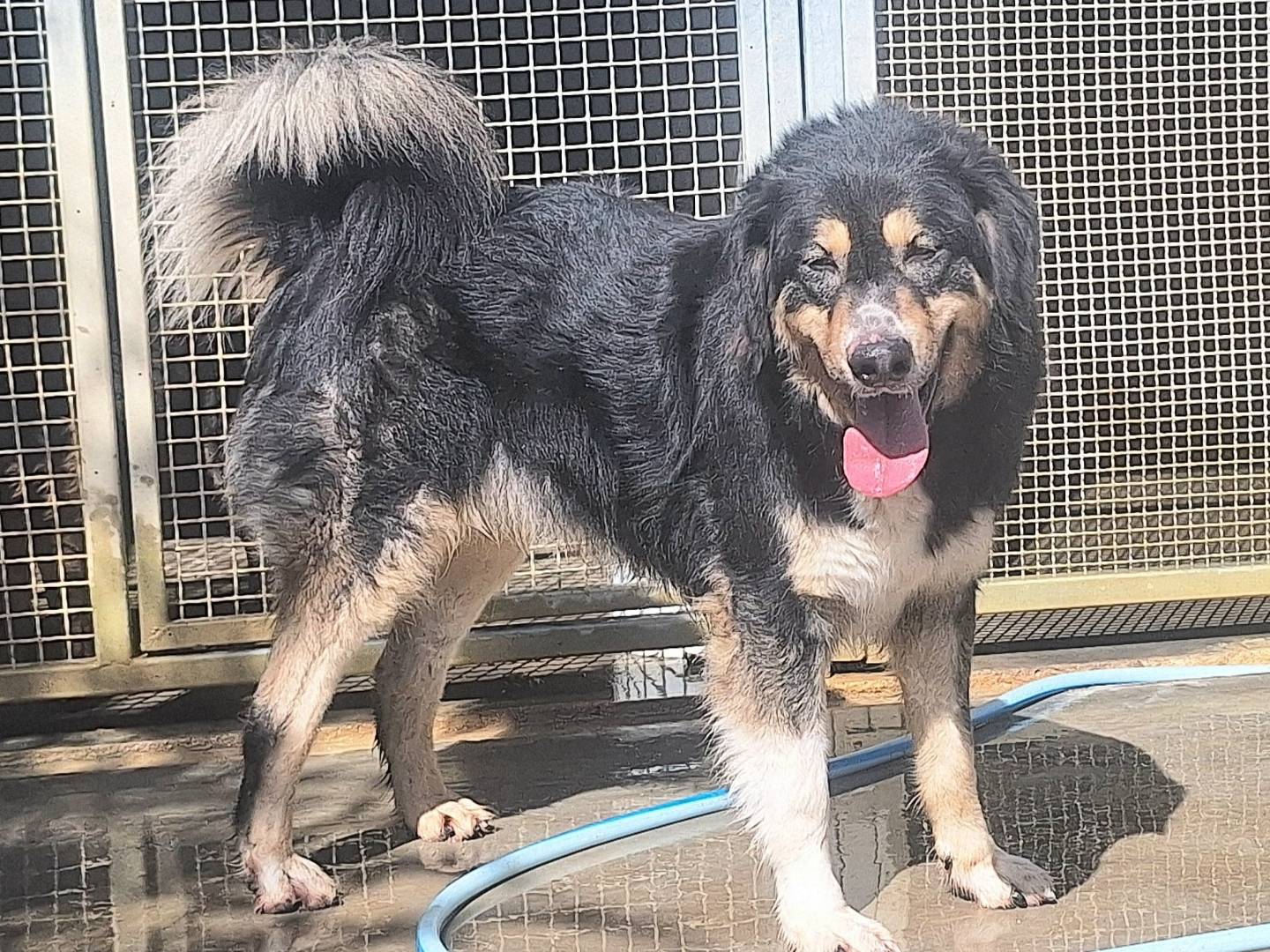 Adotta un cane, maschio, 3 anni  e 2 mesi , Teramo
