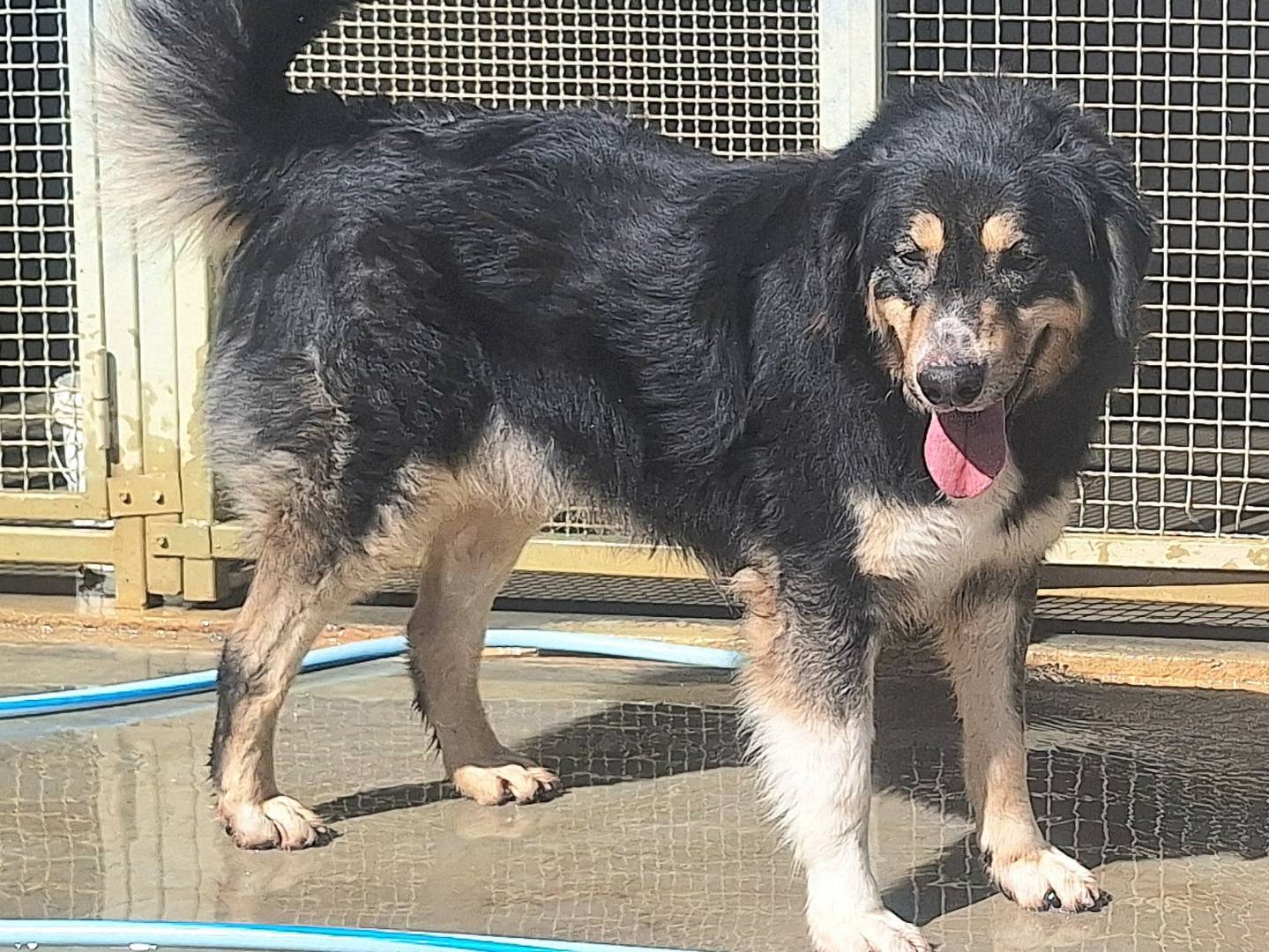 Adotta un cane, taglia gigante, maschio, Teramo