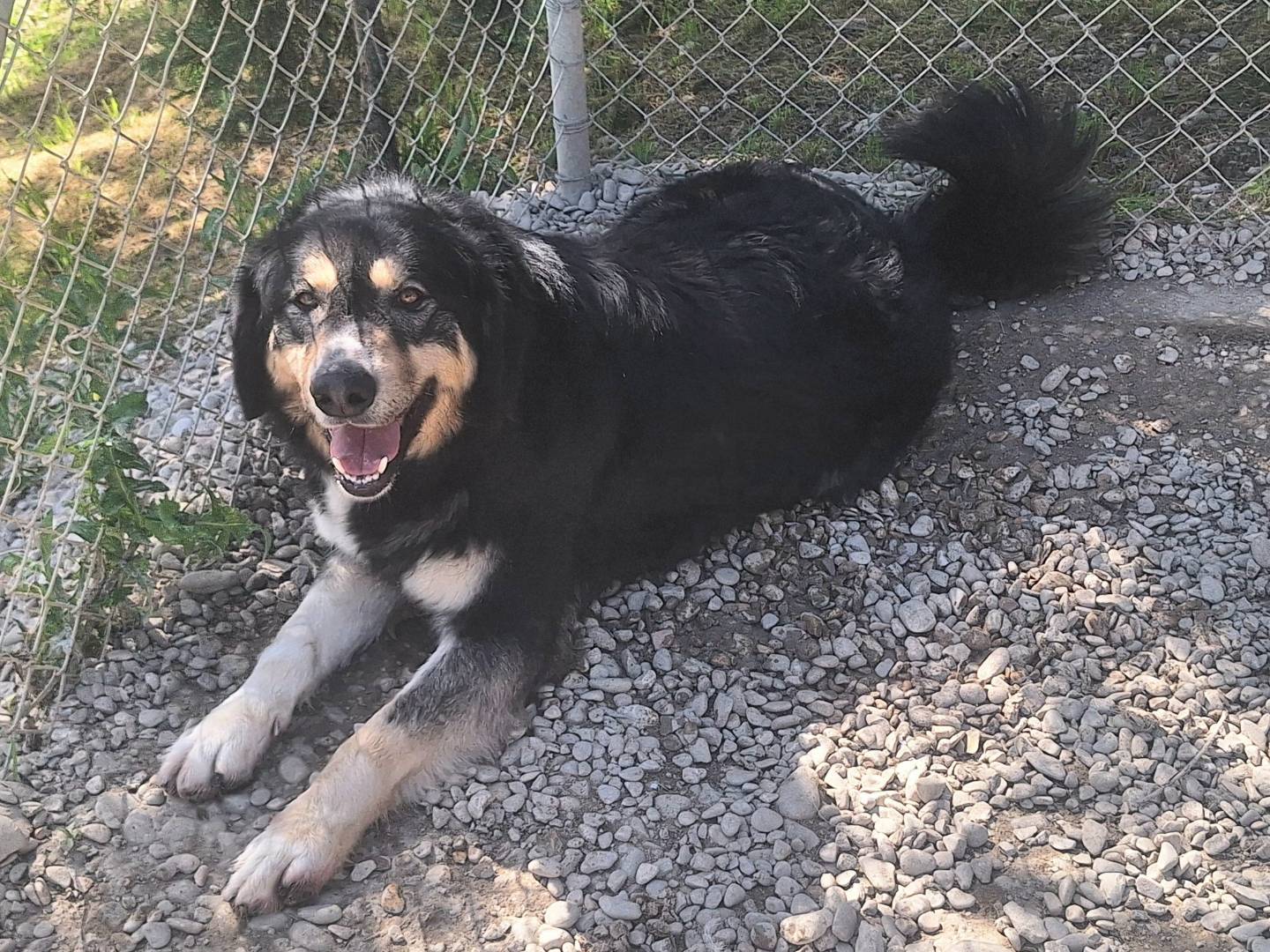 Vuoi adottare un cane a Teramo?
