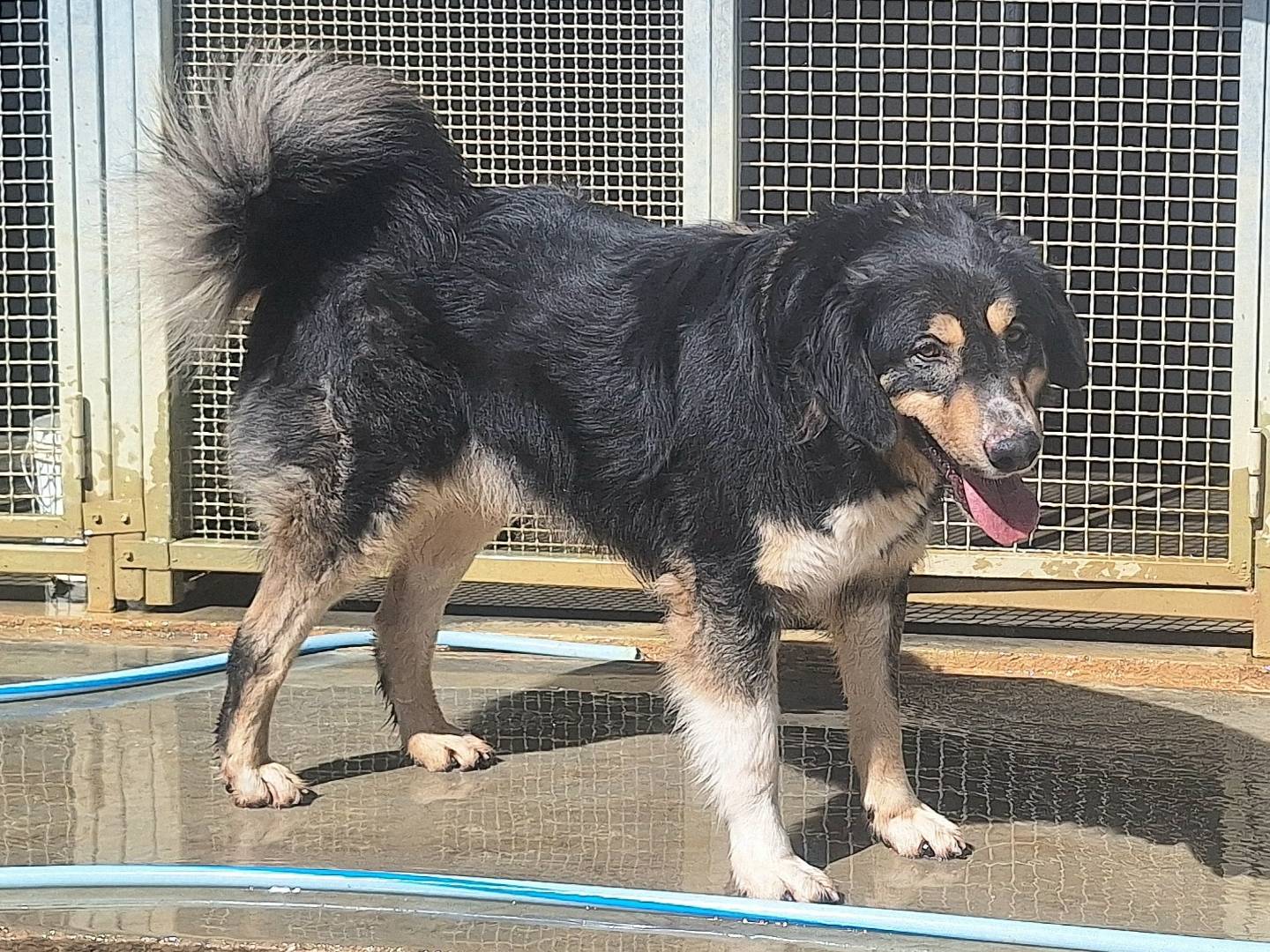 Adotta il cane Diablo a Teramo