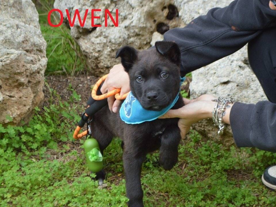 Adotta un cane, taglia media, maschio, Lecce