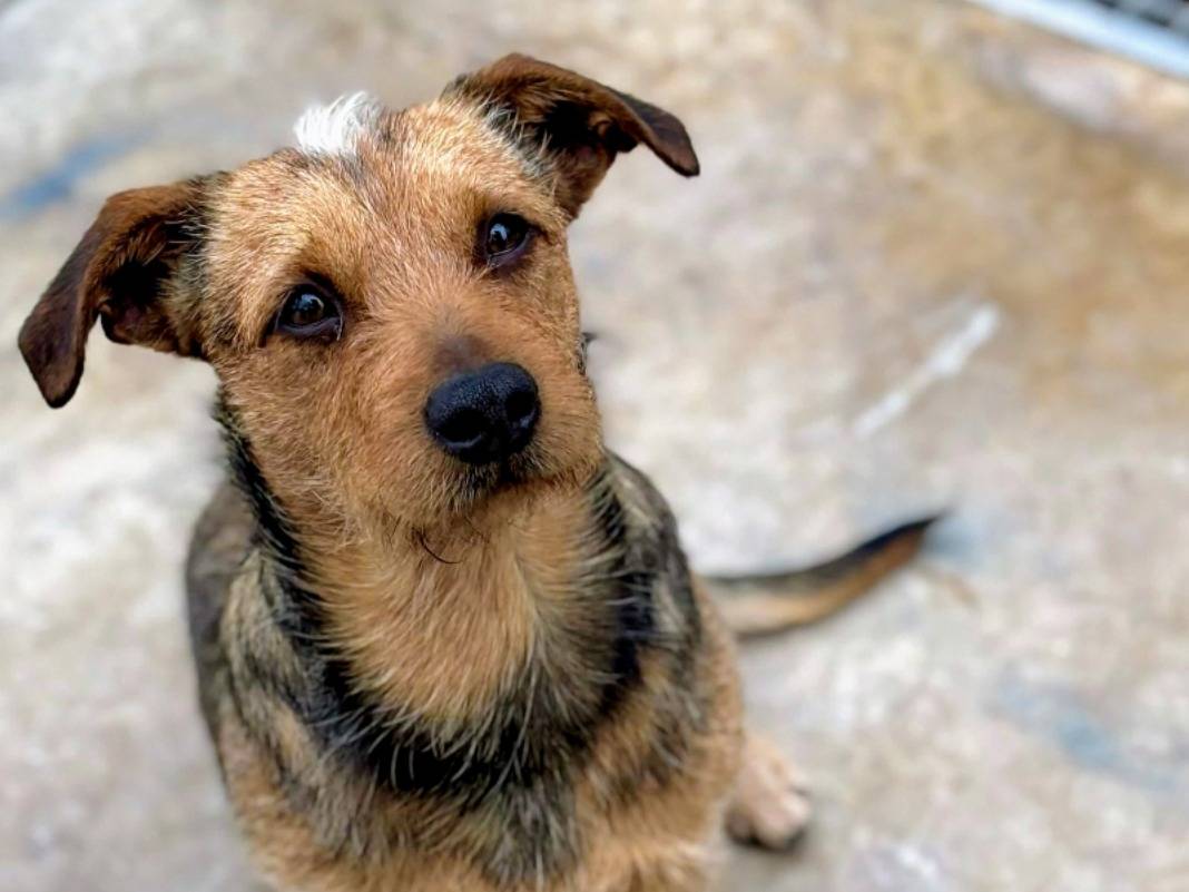 Foto dell'animale
