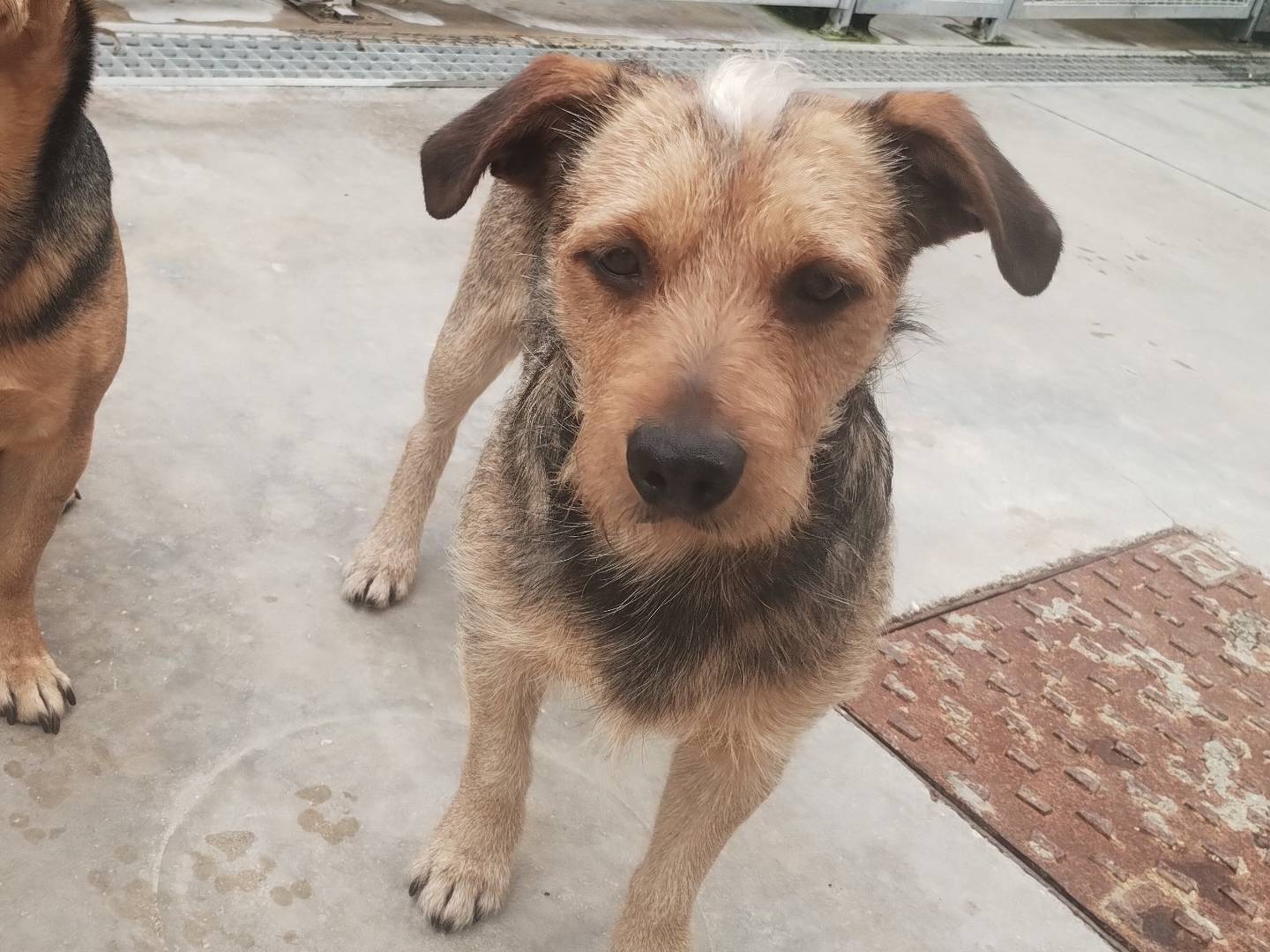 Adotta un cane, maschio, 10 mesi, Napoli