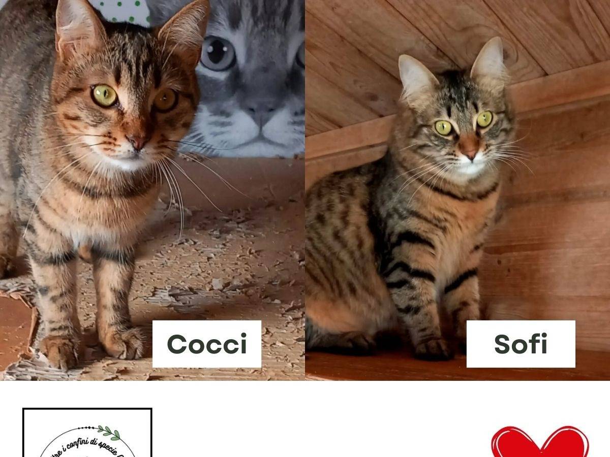 Foto dell'animale