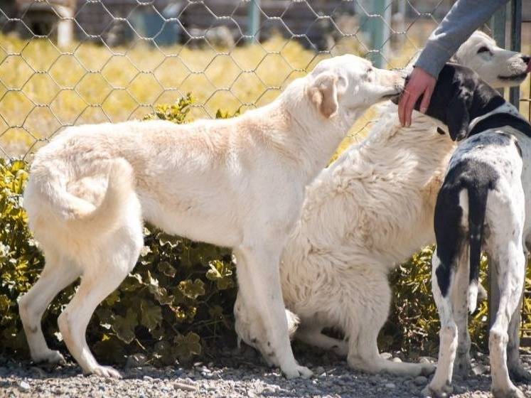 Adotta un cane, taglia media, femmina, Crotone
