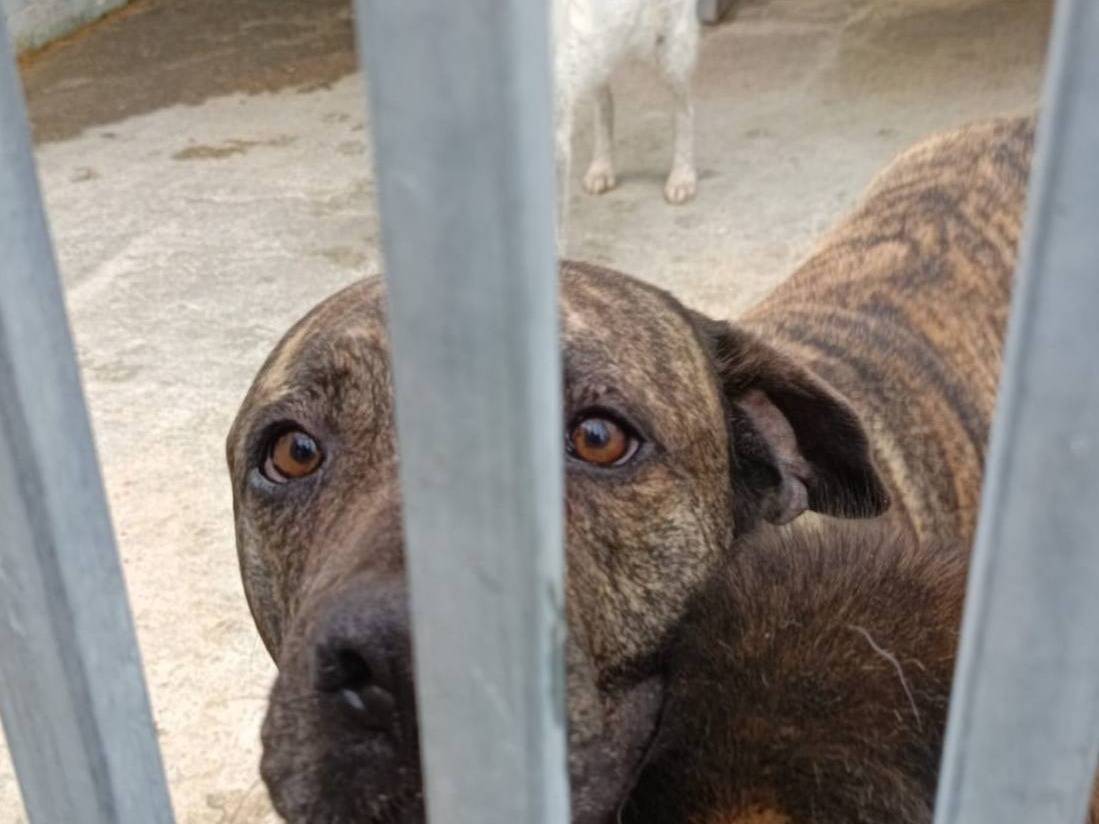 Adotta un cane, taglia grande, maschio, Crotone