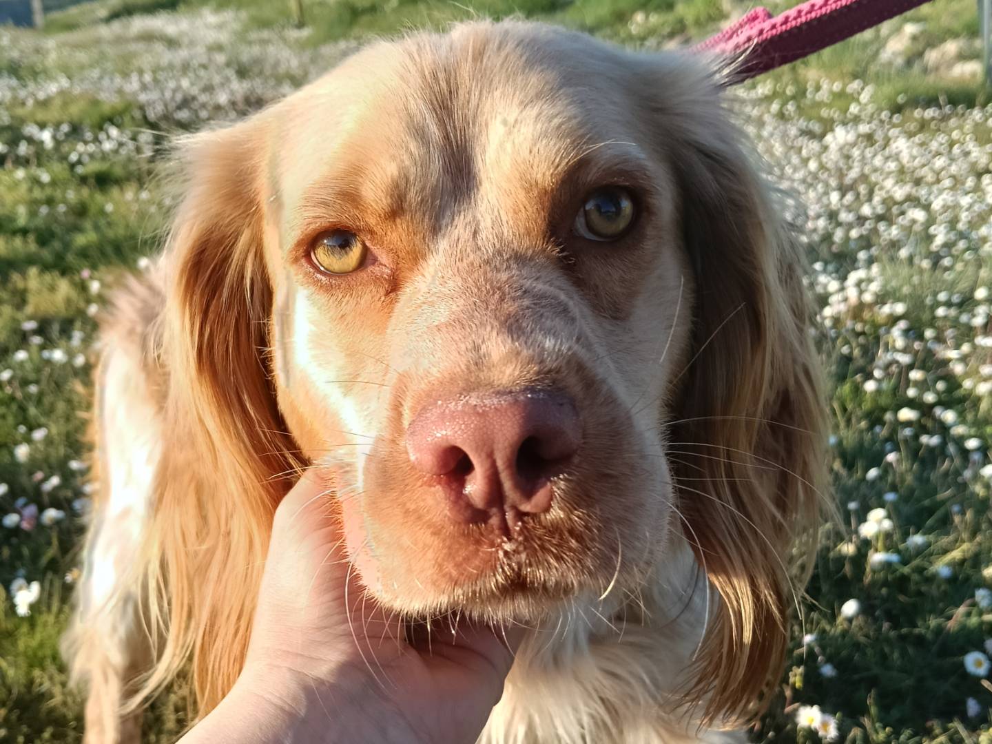 Foto dell'animale