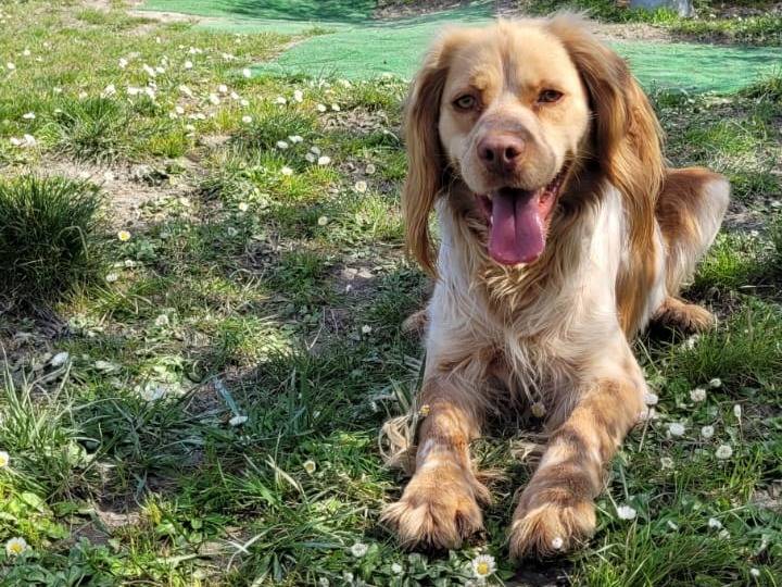 Adotta un cane, maschio, 2 anni  e 3 mesi , Pisa