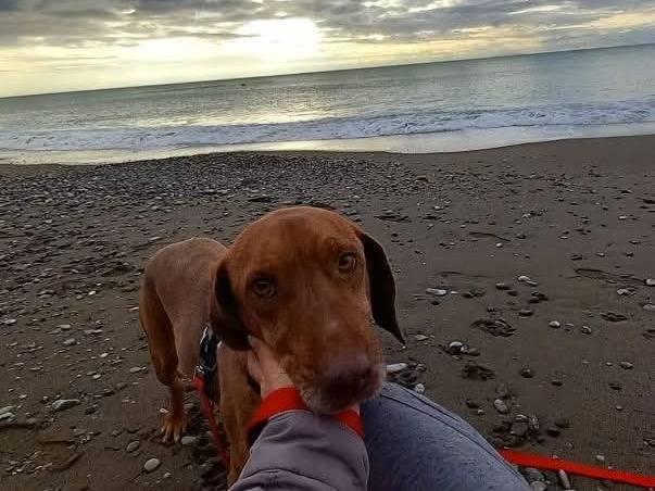 Vuoi adottare un cane a Pisa?
