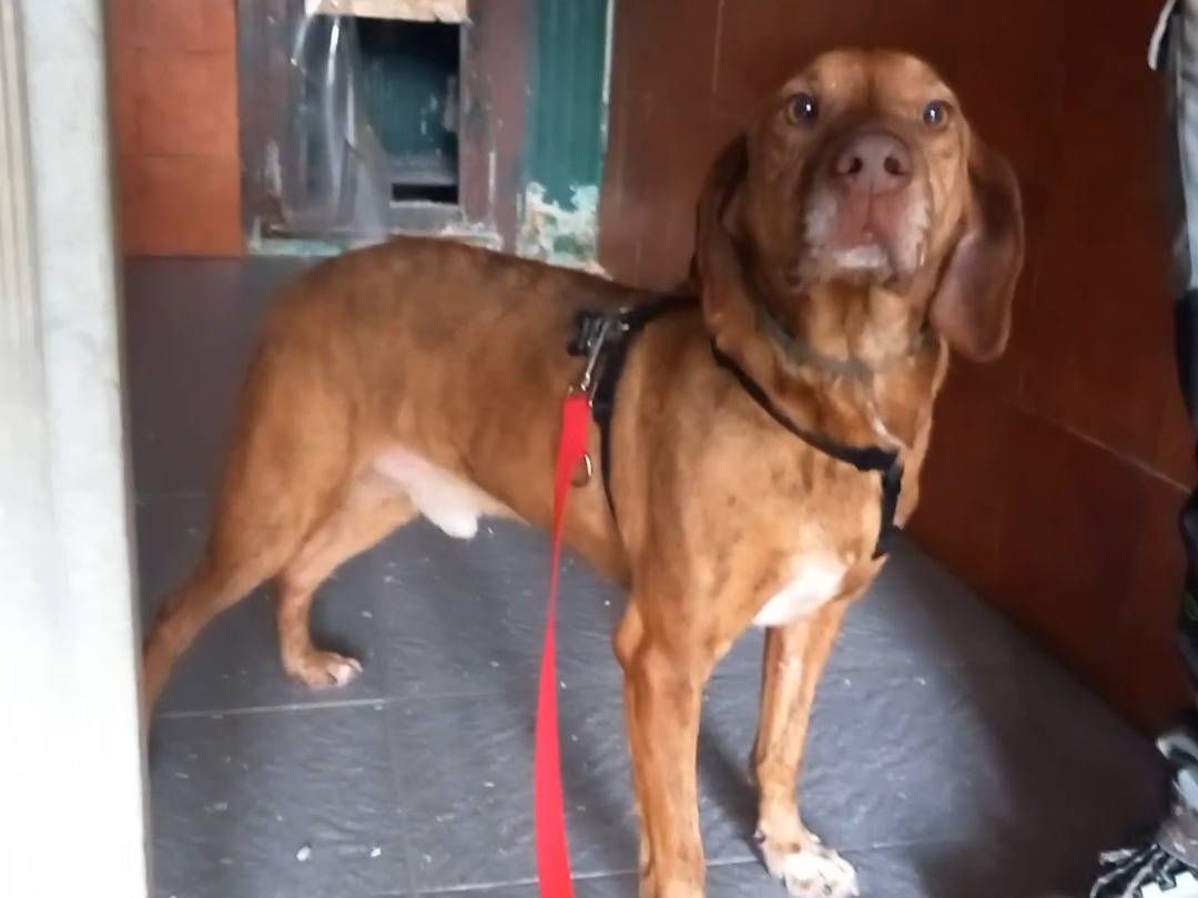 Adotta il cane Scottie a Pisa