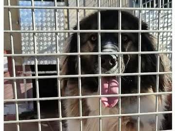 Foto dell'animale
