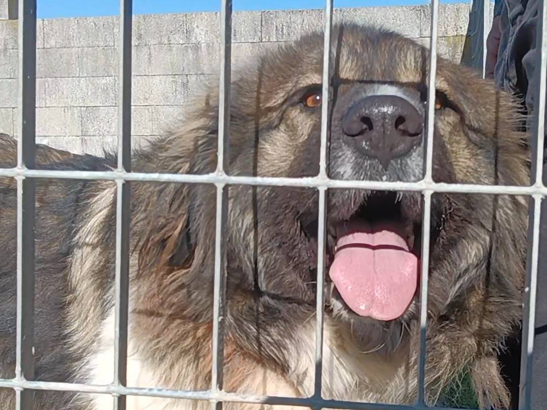 Adotta un cane, maschio, 4 anni  e 1 mese, Pisa